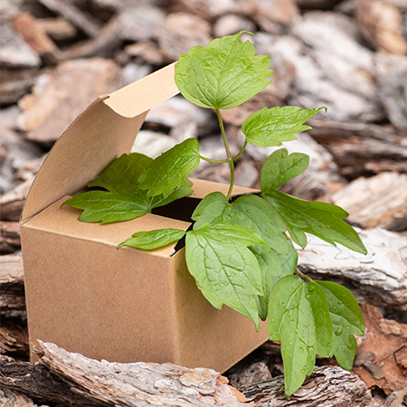 Eco-Friendly Packaging Designs